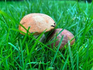 mushroom in the grass