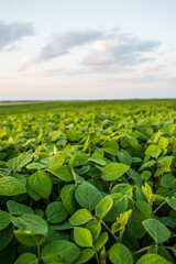 Close-up of young soybean sprouts grow in the field with a evening sunset sky