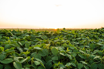 Soybean plant grow in the field with a evening sunset sky