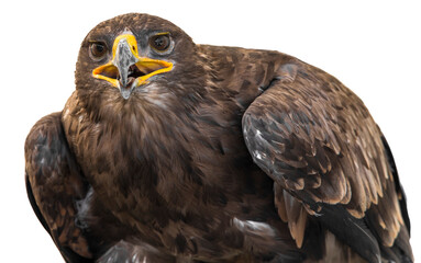 Golden eagle on white background. Close-up portrait of a Harris Hawk's head facing. Head portrait on white background. Cutout
