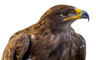 Golden eagle on white background. Close-up portrait of a Harris Hawk's head facing. Head portrait on white background. Cutout