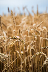 Close up golden ripe wheat spikes in summer farmland field