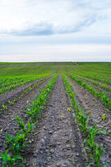 Corn field with green seedlings sprouting from soil rows under cloudy sky
