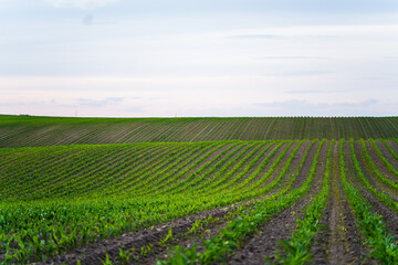 Corn field with green seedlings sprouting from soil rows under cloudy sky