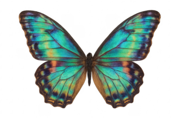 Blue morpho butterfly showing iridescent green wings