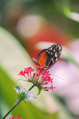 The European Peacock (Aglais io) is a colourful butterfly, found in Europe and temperate Asia as far east as Japan.