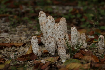 Schopftintlinge im Wald 
