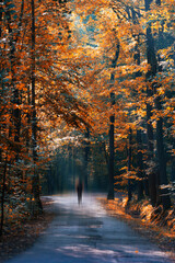 Jesienna leśna ścieżka, jesienne drzewa i kolorowe liście, tło lub tapeta do projektu © anettastar