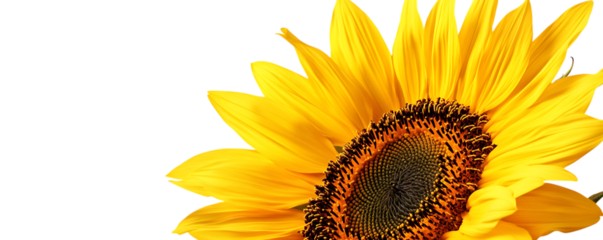 Vibrant sunflower bloom isolated on a stark black background
