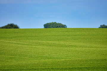 Lush roling green field with bushes on the horizon against blue sky