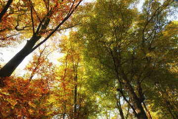 Perspective of tall trees during autumn with varying colours of green orange and red
