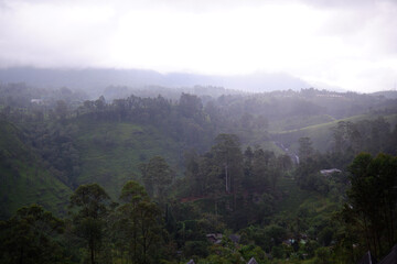 Fototapeta premium Misty hills and lush green forest landscape in Talawakelle, Sri Lanka.