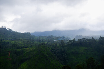 Fototapeta premium Misty hills and lush green forest landscape in Talawakelle, Sri Lanka.