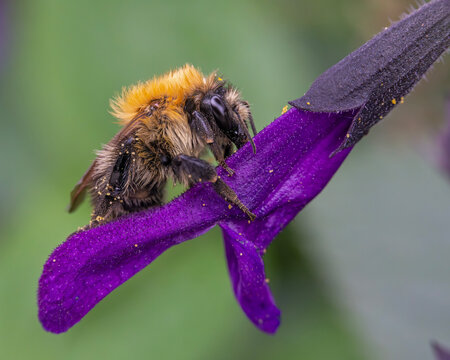 Ackerhummel sitzt v&ouml;llig ersch&ouml;pft auf einer lila Bl&uuml;te