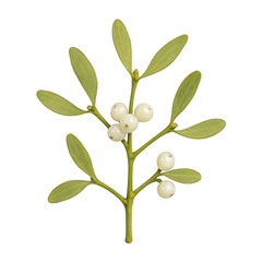 Mistletoe Plant With Glossy Green Leaves And White Berries On Transparent Background