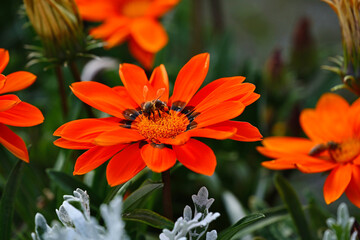 A close-up of a bee on a red gazania flower