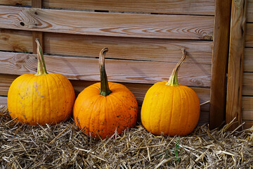 Three pumpkins on hay against a wooden wall.