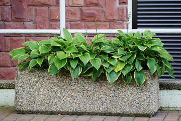 Hosta Funkia Iron Gate Glamour in a flower bed close-up.
