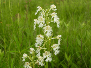Platanthera leucophaea - Eastern Prairie Fringed Orchid - Prairie White-Fringed Orchid - Native North American Prairie Orchid Wildflower