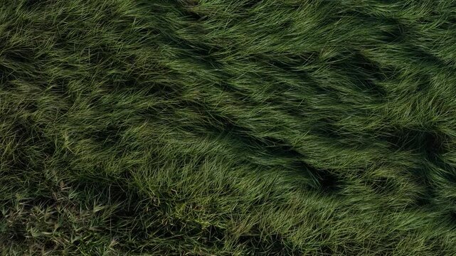 Aerial top-down view of wild meadow by river in northern Poland. Natural green texture of grass and wetland vegetation, untouched nature landscape.