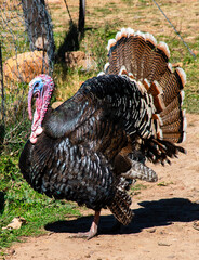 Turkey tom displays his impressive fan shaped tail feathers.