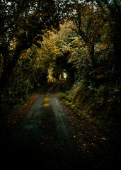 Obraz premium Path into nature