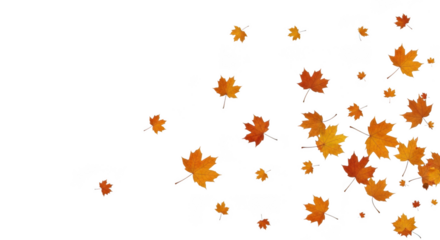 Autumn maple leaves falling in a cluster isolated on transparent background