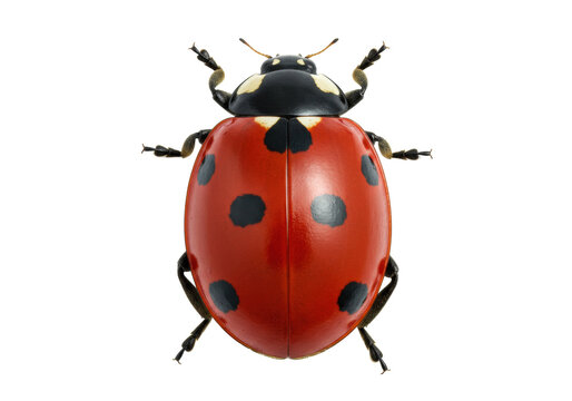 Seven-spotted ladybug PNG isolated on transparent background, red beetle with black spots for nature and biology concepts