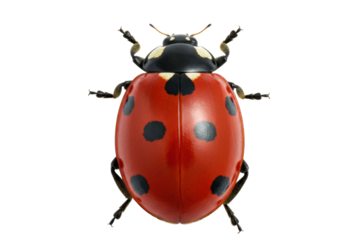 Seven-spotted ladybug PNG isolated on transparent background, red beetle with black spots for nature and biology concepts