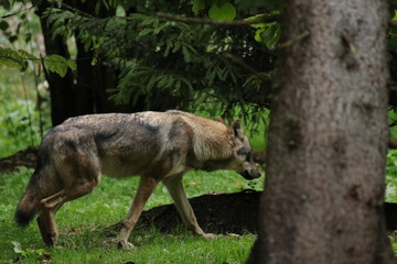 Fototapeta premium Wolf 