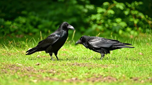 Two Crows Foraging for Food on Grass in Sunlight