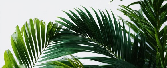 Obraz premium The Lush Green Palms Creating a Tropical Oasis Atmosphere