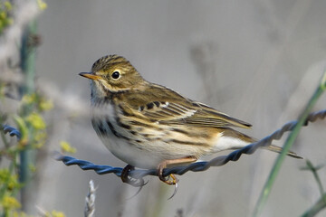 pipit farlouse perché sur un barbelé