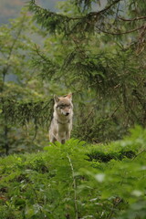 Wolf im Wald 