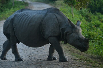 Obraz premium Majestic One-Horned Rhino Grazing in Kaziranga National Park – Assam Wildlife