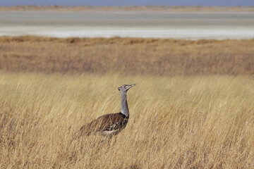 Kori Bustard in the Wind