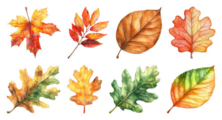 Obraz premium PNG Colorful autumn leaves illustration, element set on transparent background