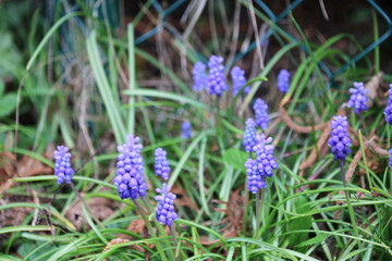 Blaue Blüten im Grass