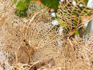 bird nest on a tree