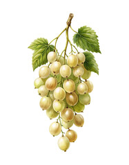 Obraz premium Detailed watercolor painting of a bunch of white currants with green leaves