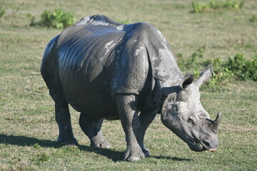 Close-Up of Indian Rhinoceros in Kaziranga National Park—Pride of Assam © Niraj Mani Chourasia