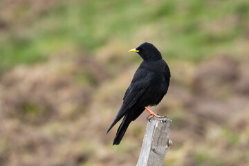 Portrait rapproché d’un Chocard à bec jaune (Pyrrhocorax graculus) posé sur un piquet en bois