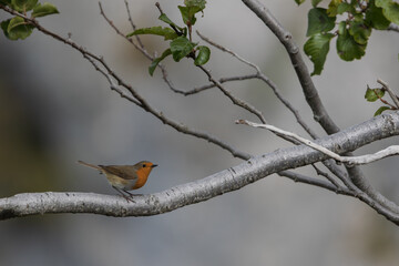 Rouge-gorge posé sur une branche grise sur fond uni