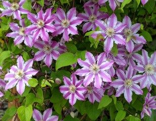 濃いピンクの筋が入ったクレマチス