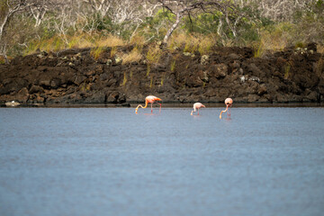 flamingos in the lake