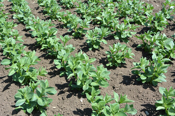 Horse bean (Vicia faba) grows in the soil