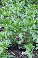 Horse bean (Vicia faba) grows in the soil