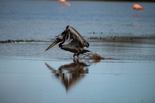 Pelican taking off