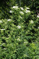 The poisonous plant Conium maculatum grows in nature