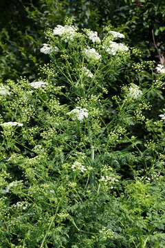 The poisonous plant Conium maculatum grows in nature